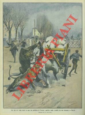 In una via di Torino un pacifico mulo viene assalito …