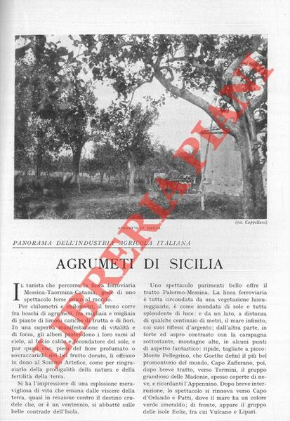 Agrumeti di Sicilia.