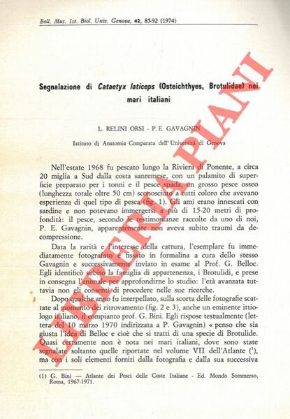 Segnalazione di Cataetyx laticeps (Osteichtyes, Brotulidae) nei mari italiani.