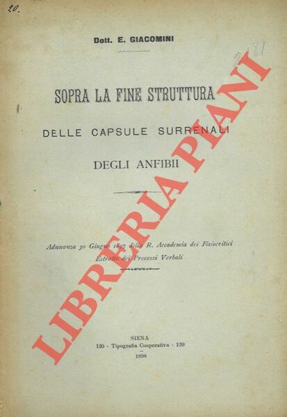Sopra la fine struttura delle capsule surrenali degli anfibii.