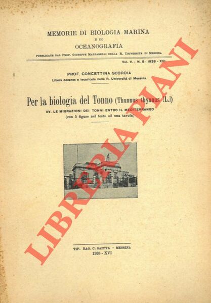 Per la biologia del Tonno. (Thunnus thynnus L.) XV - …