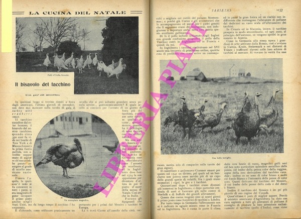 La cucina del Natale. Il bisavolo del tacchino.