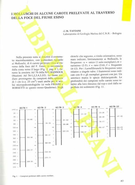 I molluschi di alcune carote prelevate al traverso della foce …