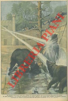 Studente cade nella fossa degli orsi nello zoo di Berna: …