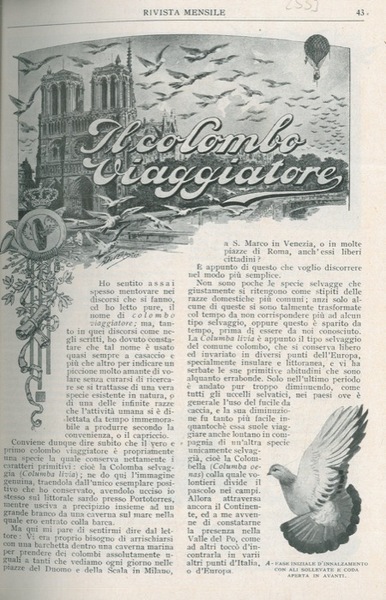 Il colombo viaggiatore.