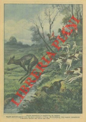 In Inghilterra, un canguro fuggito parecchi anni or sono dal …