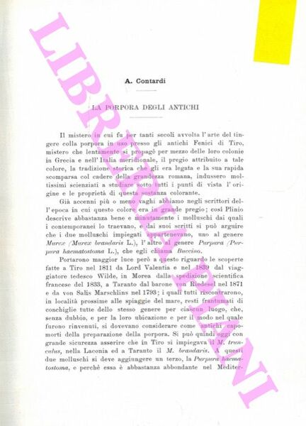 La porpora degli antichi.