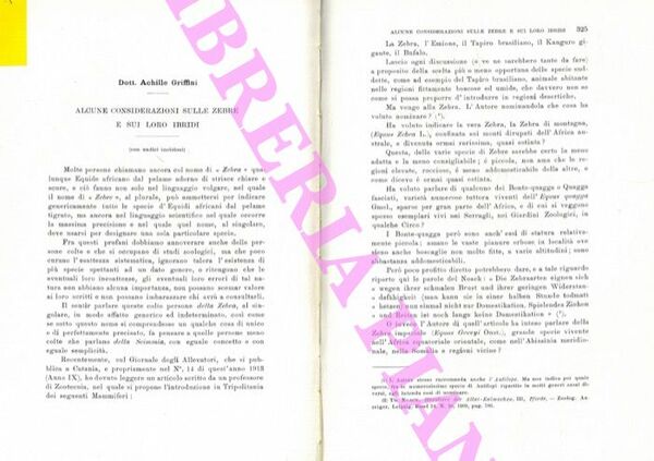 Alcune considerazioni sulle zebre e sui loro ibridi.