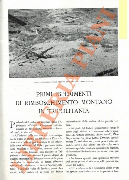 Primi esperimenti di rimboschimento montano in Tripolitania.