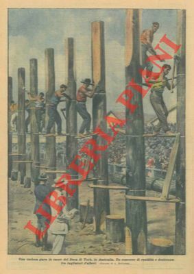 Un concorso di rapidità e destrezza fra tagliatori d'alberi in …