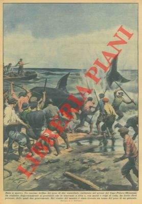 Nei pressi di Capo Peloro (ME) è stato catturato un …