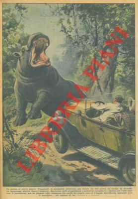 Scontro tra un'automobile ed un ippopotamo in una foresta del …