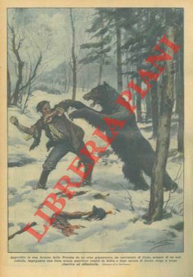 Un cacciatore di frodo veniva assalito da un orso gigantesco. …