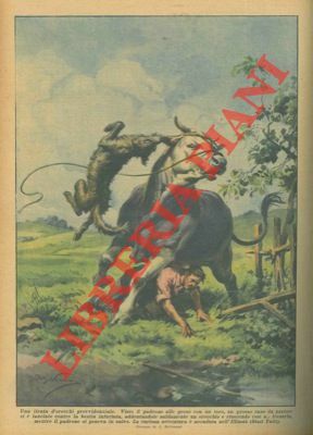 Visto il padrone alle prese con un toro, un grosso …