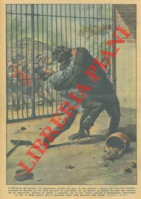 Gorilla solito a giocare col guardiano, viene colto una mattina …