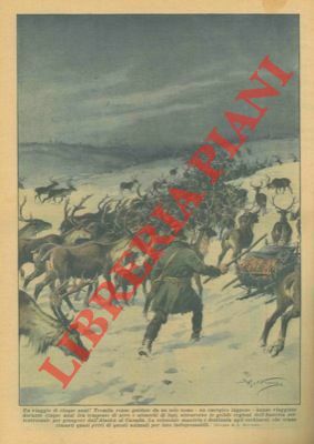 Tremila renne guidate da un solo uomo hanno viaggiato durante …