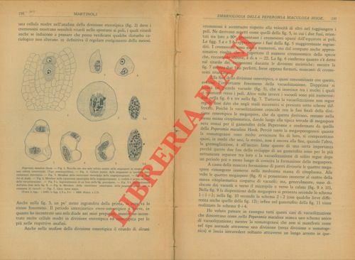 Embriologia della Peperomia maculosa Hook.