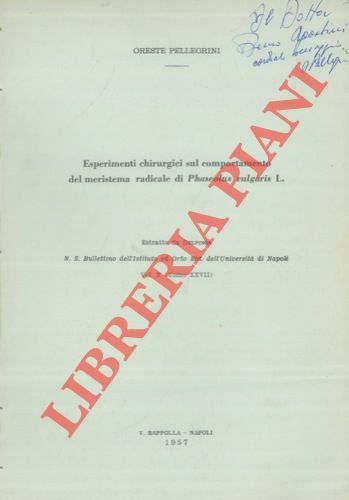 Esperimenti chirurgici sul comportamento del meristema radicale di Phaseolus vulgaris …