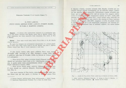 Il pino laricio, Pinus nigra subsp. Laricio (Poiret) Maire, di …
