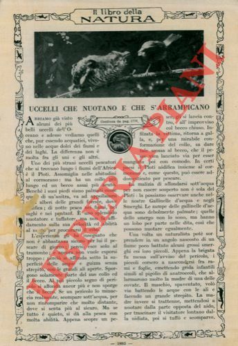 Uccelli che nuotano e che s'arrampicano.