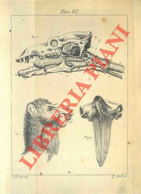Memorie scientifiche. Sopra tre antilopi viventi una delle quali per …