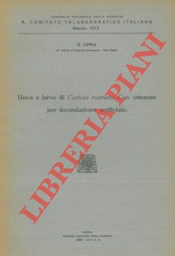 Uova e larve di Coricus rostratus Cuv. ottenute per fecondazione …