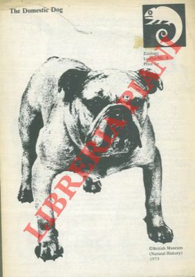 The domestic dog.
