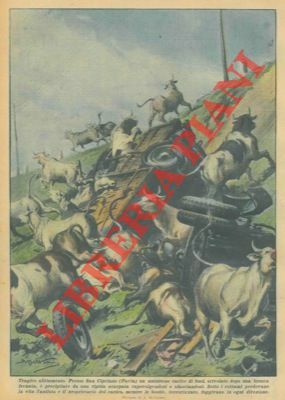 Presso San Cipriano un autotreno carico di buoi è precipitato …
