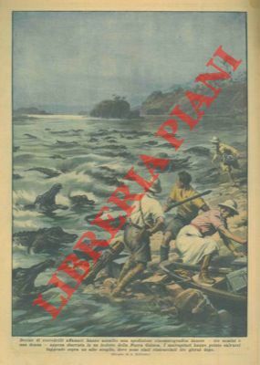 Decine di coccodrilli affamati hanno assalito una spedizione cinematografica danese …