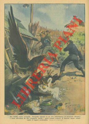 Un'aquila si calava dentro un orto e prontamente due balilla …