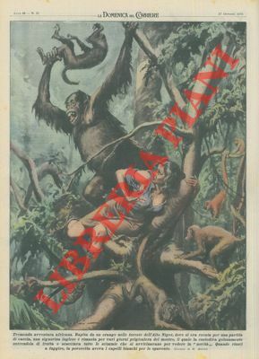 Nelle foreste dell'Alto Niger una signorina inglese è stata rapita …