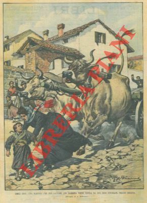 Maestra che, per salvare bimba, viene uccisa da buoi infuriati …