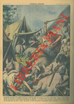 In Francia, maiali invadono accampamento di giornalisti, che volevano seguire …