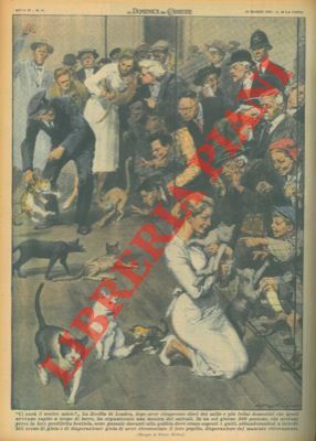 La Società Zoofila di Londra recupera alcuni felini domestici che …