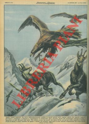 Camosci aggrediti da aquile e falchi si salvano rifugiandosi nei …