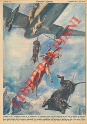 Sette tori di razza pregiata precipitano da un'aereo a causa …