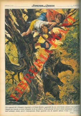 Orso aggredisce tre bambini, in Jugoslavia.