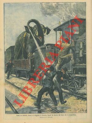Elefante impedisce al treno che lo trasportava di proseguire la …