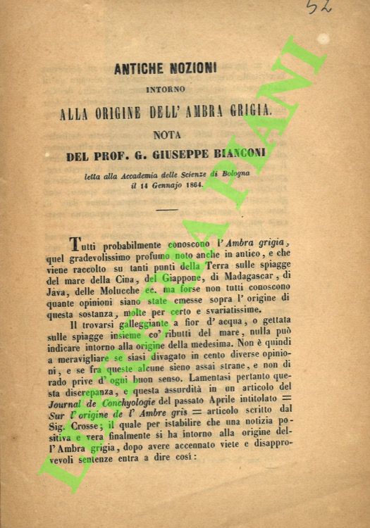 Antiche nozioni intorno alla origine dell'ambra grigia.