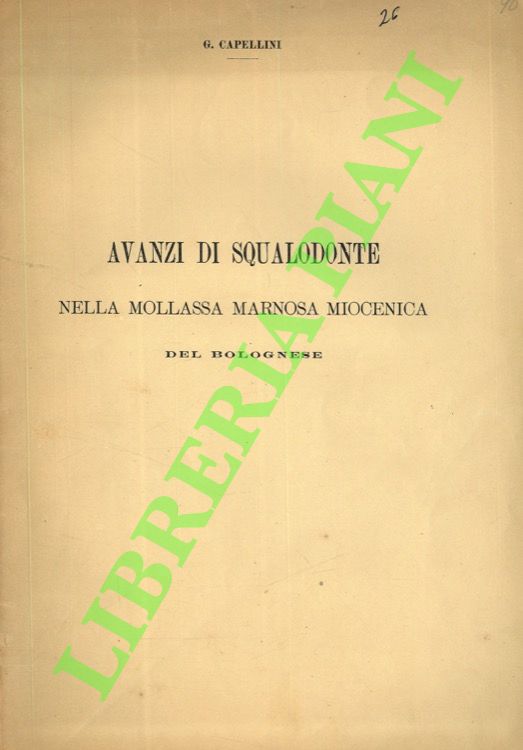 Avanzi di squalodonte nella mollassa marnosa miocenica del bolognese.