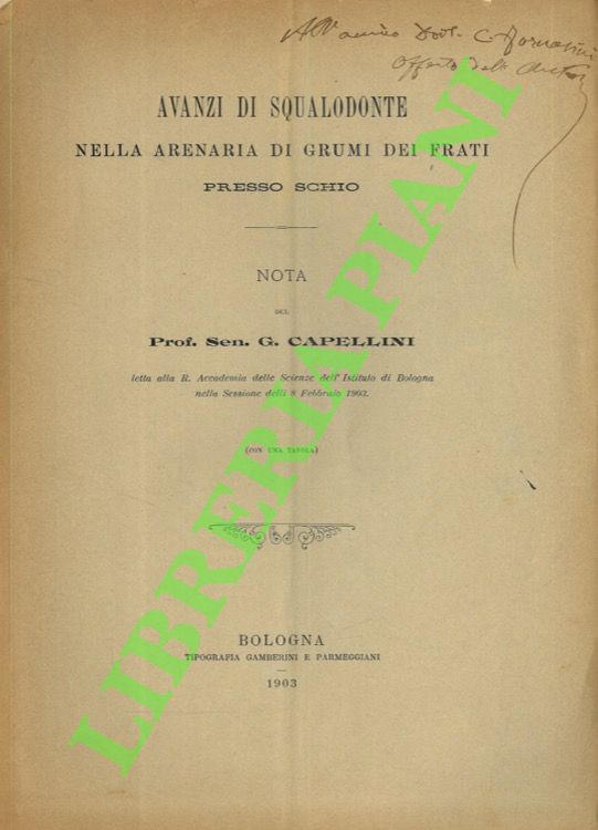Avanzi di squalodonte nella renaria di grumi dei frati presso …