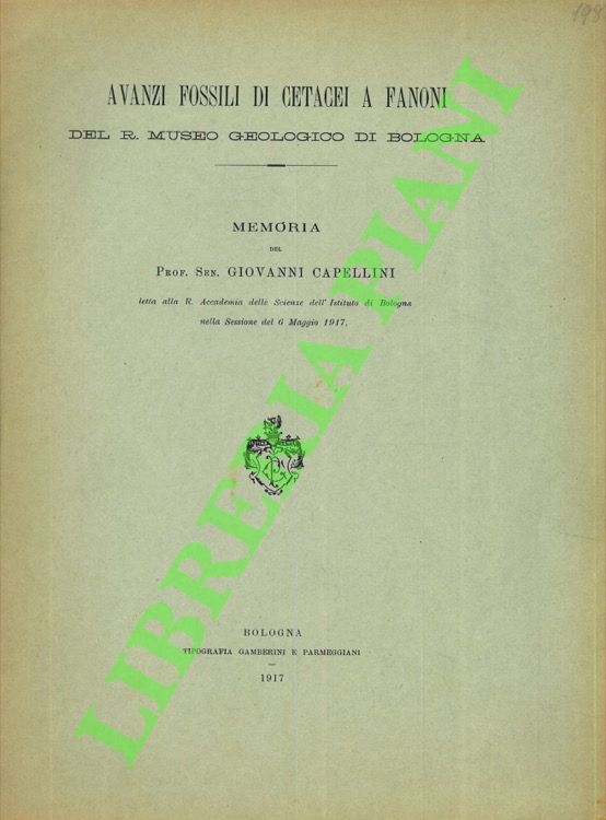 Avanzi fossili di cetacei a fanoni del R. Museo Geologico …