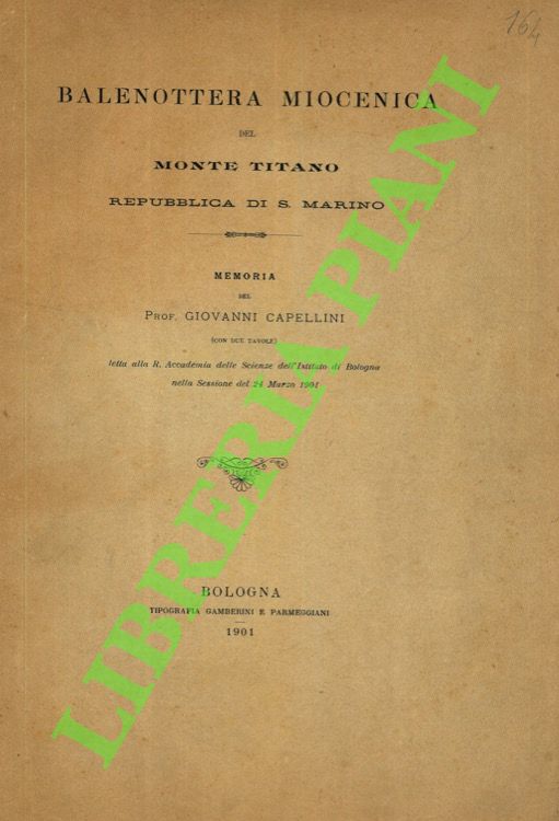 Balenotera miocenica del Monte Tinano repubblica di San Marino.