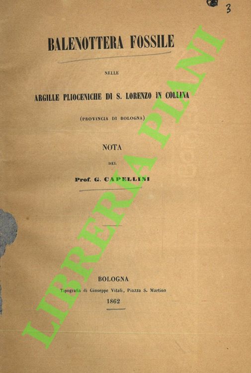 Balenottera fossile nelle argille plioceniche di S.Lorenzo in Collina (Provincia …