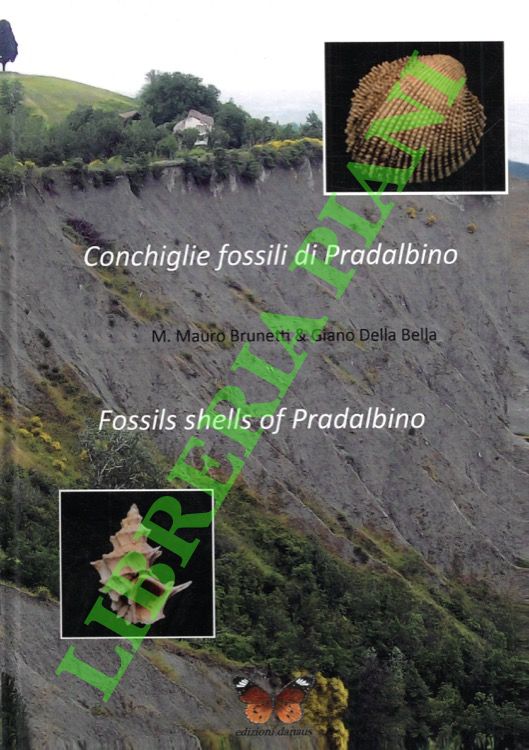 Conchiglie fossili di Pradalbino. Fossils shells of Pradalbino.