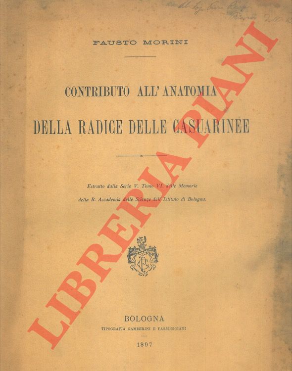 Contributo all'anatomia della radice delle Casuarinee.