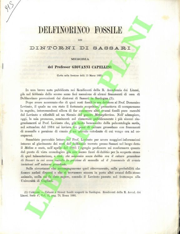 Delfinorinco fossile dei dintorni di Sassari.