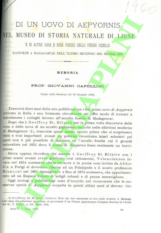 Di un uovo di Aepyornis nel Museo di Storia Naturale …