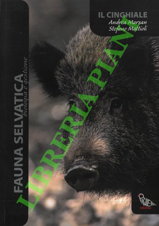 Il cinghiale.