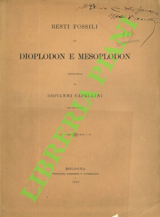 Resti fossili di Dioplodon e Mesoplodon.